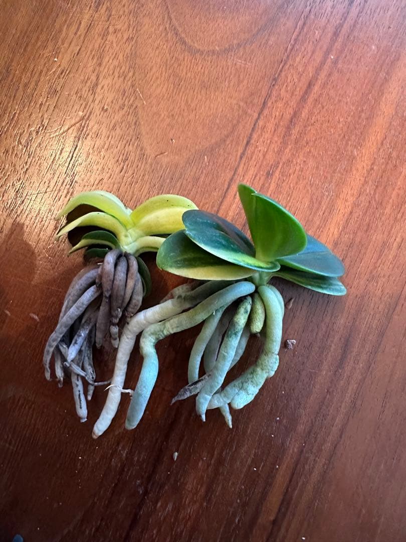 【 名護蘭 】明丸縞2個セット