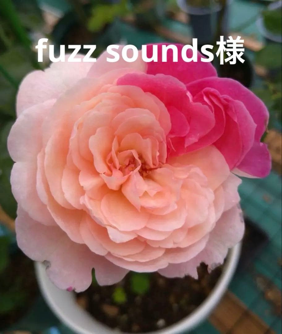 バラ苗　fuzz sounds様予約