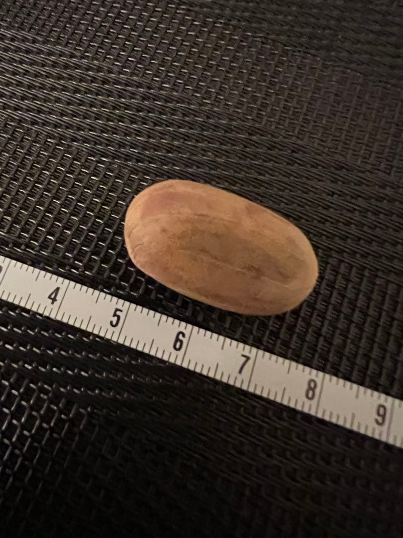 エンセファラルトス ホリダス 種子1粒 #GS2 ソテツ