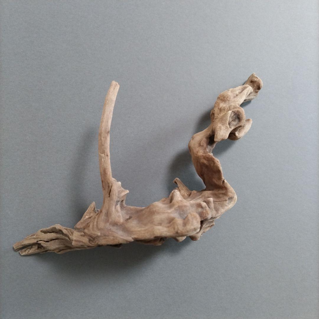 【匿名配送】マングローブ系流木 龍形