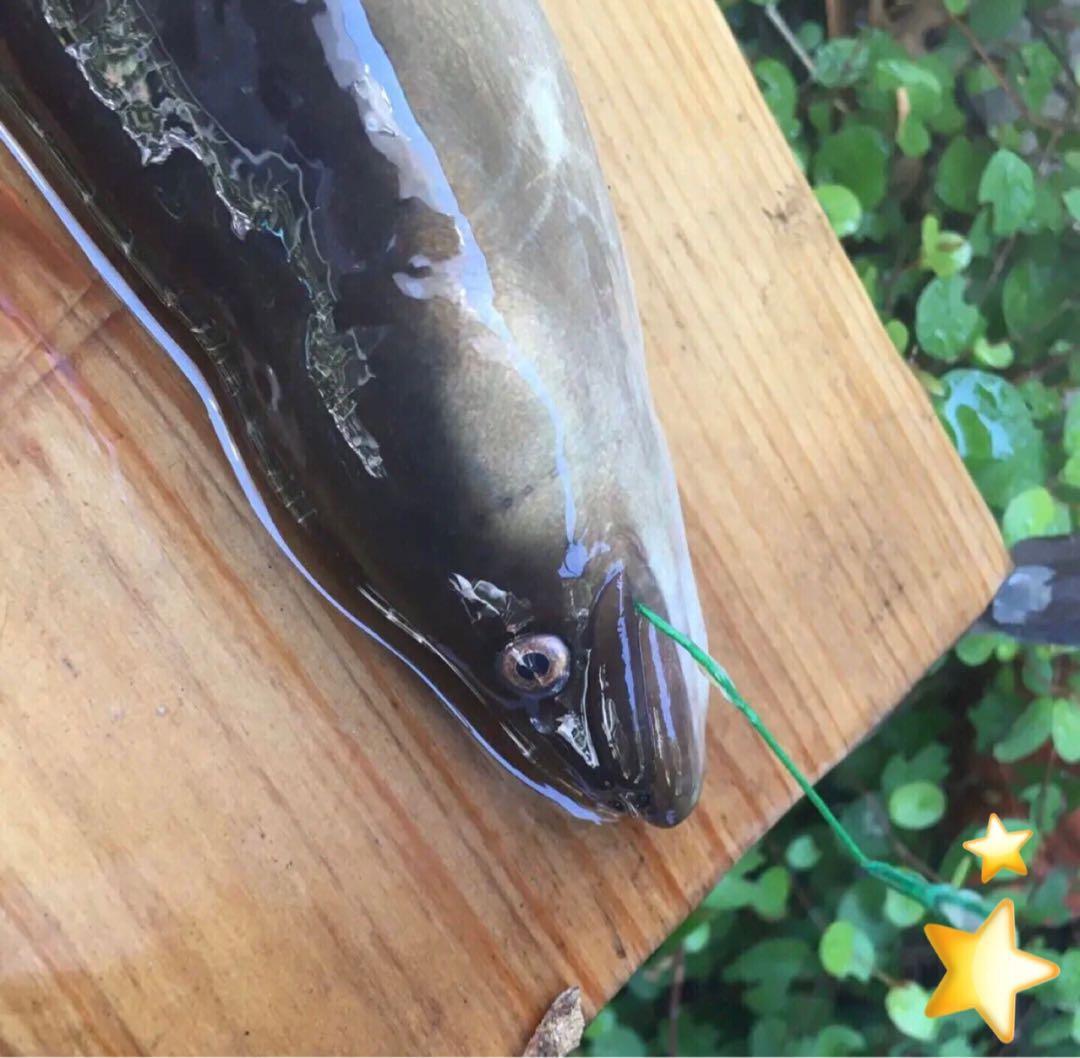 うなぎ釣り　鰻釣り　ウナギ釣り　投げ釣り　ぶっこみ釣り　ロッド　リール　セット