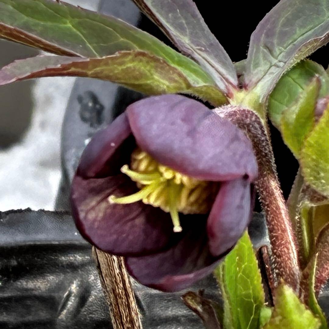 ラ*ク様 3577☘️蕾花付☘️極上☘️⭐️原生地採取⭐️croaticus⭐️