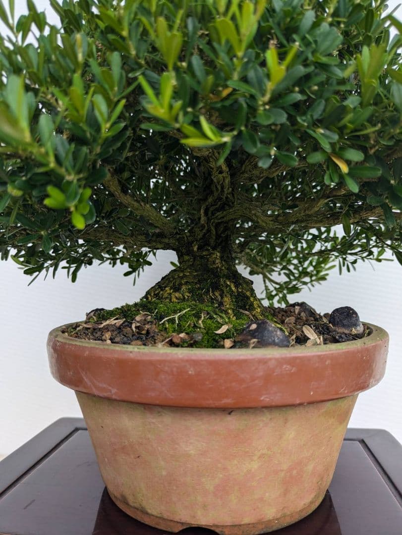 台湾ツゲ　盆栽