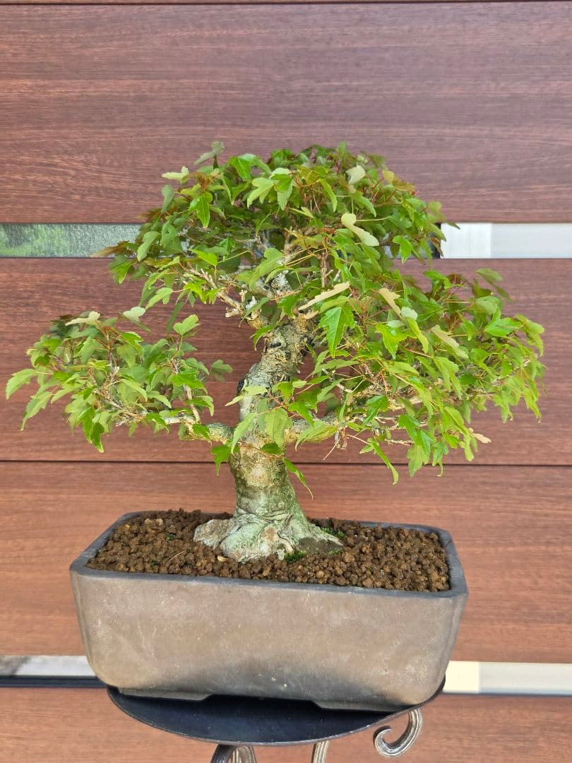 盆栽　楓　盆栽鉢