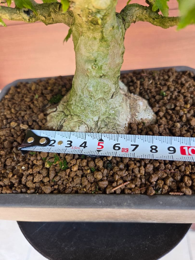 盆栽　楓　盆栽鉢