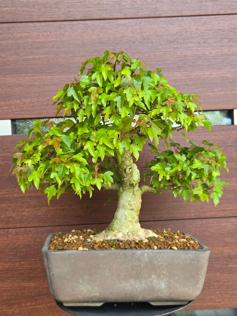 盆栽　楓　盆栽鉢