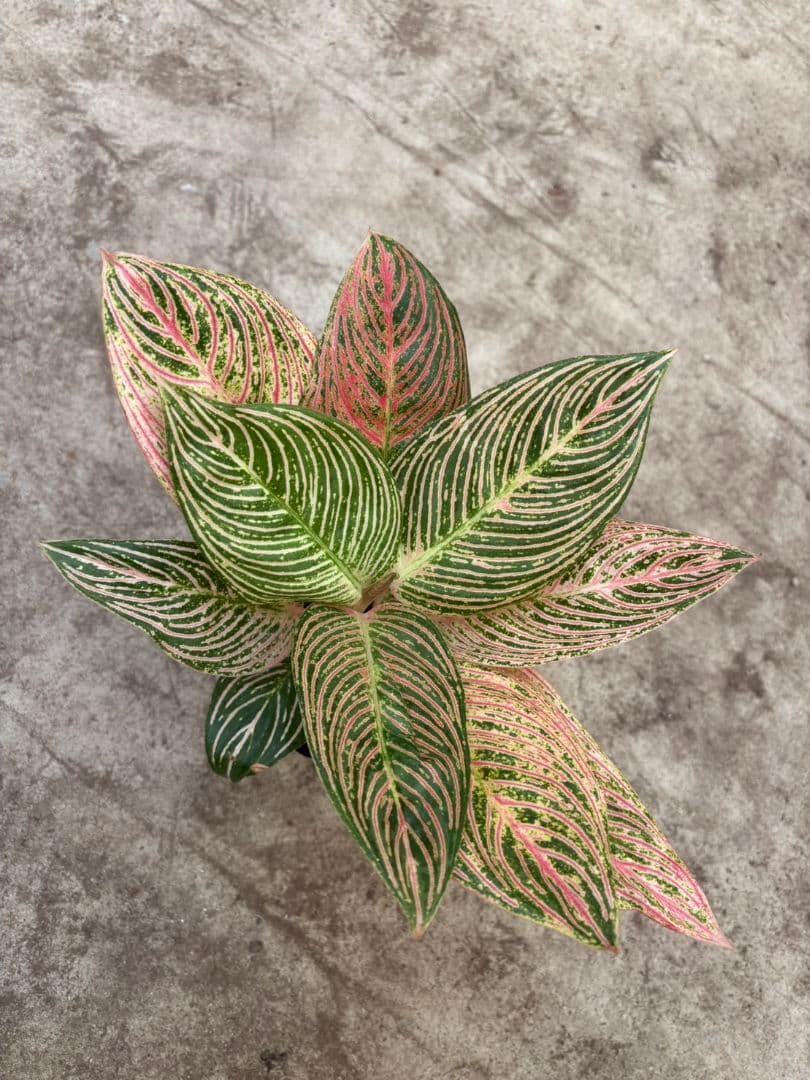 アグラオネマ 　ゴールデンホープ