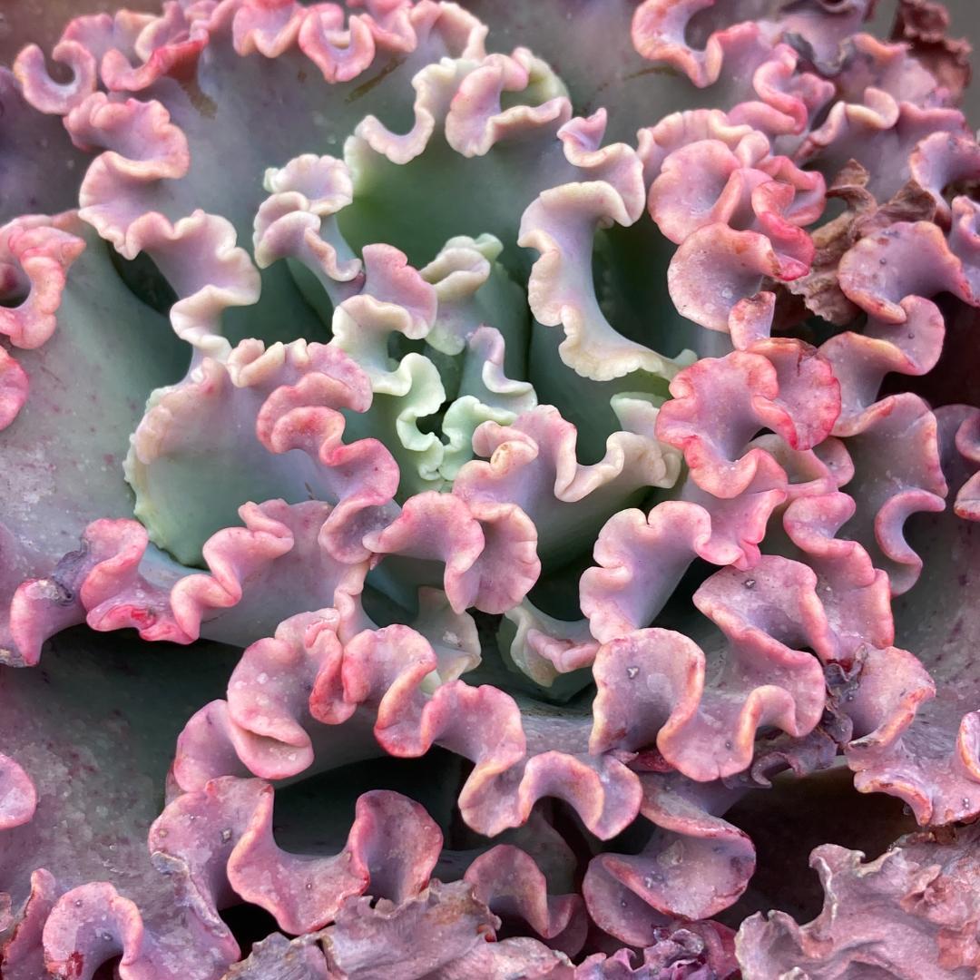 エケベリア　韓国苗　超特大　メリディアン　多肉植物　ポコ多肉