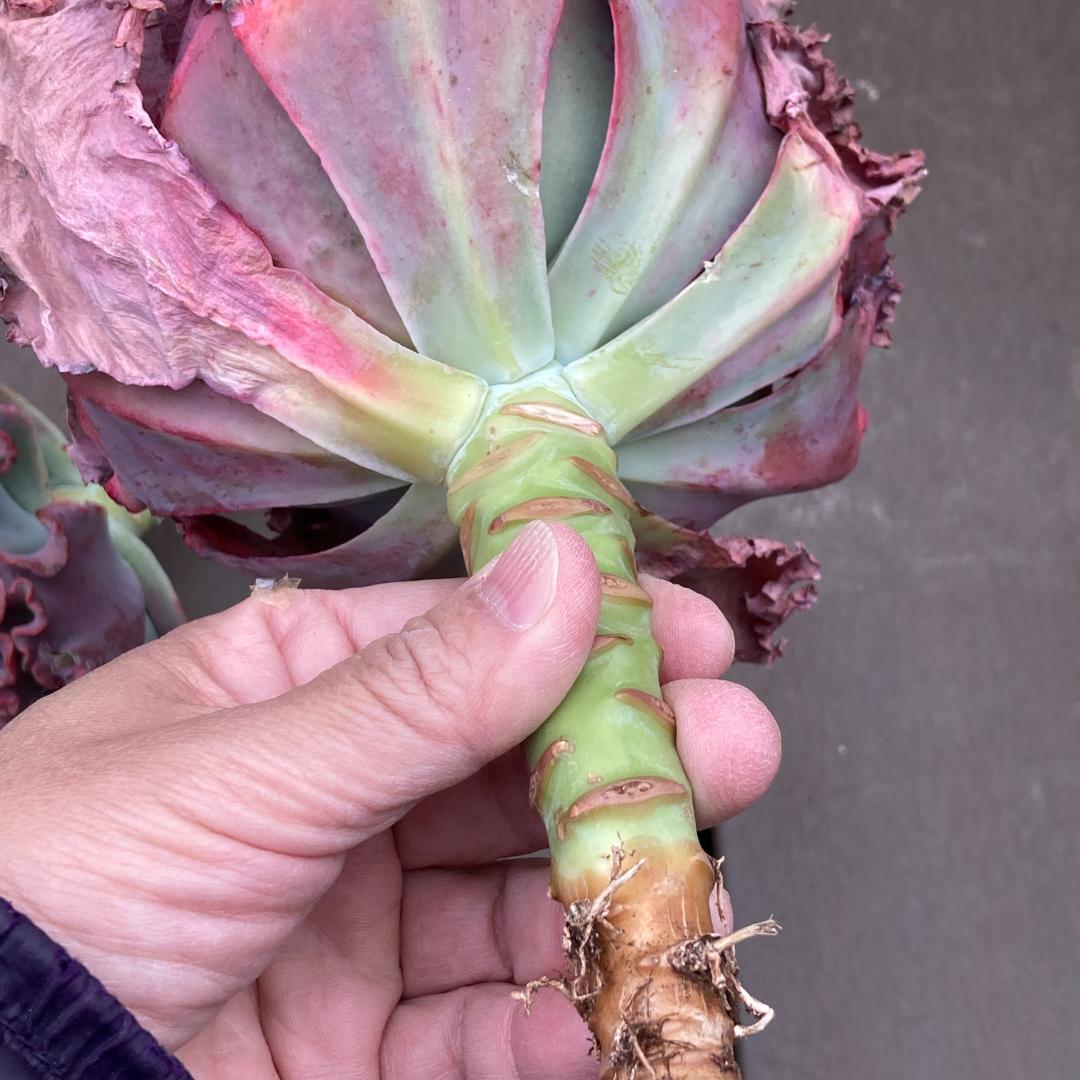 エケベリア　韓国苗　超特大　メリディアン　多肉植物　ポコ多肉