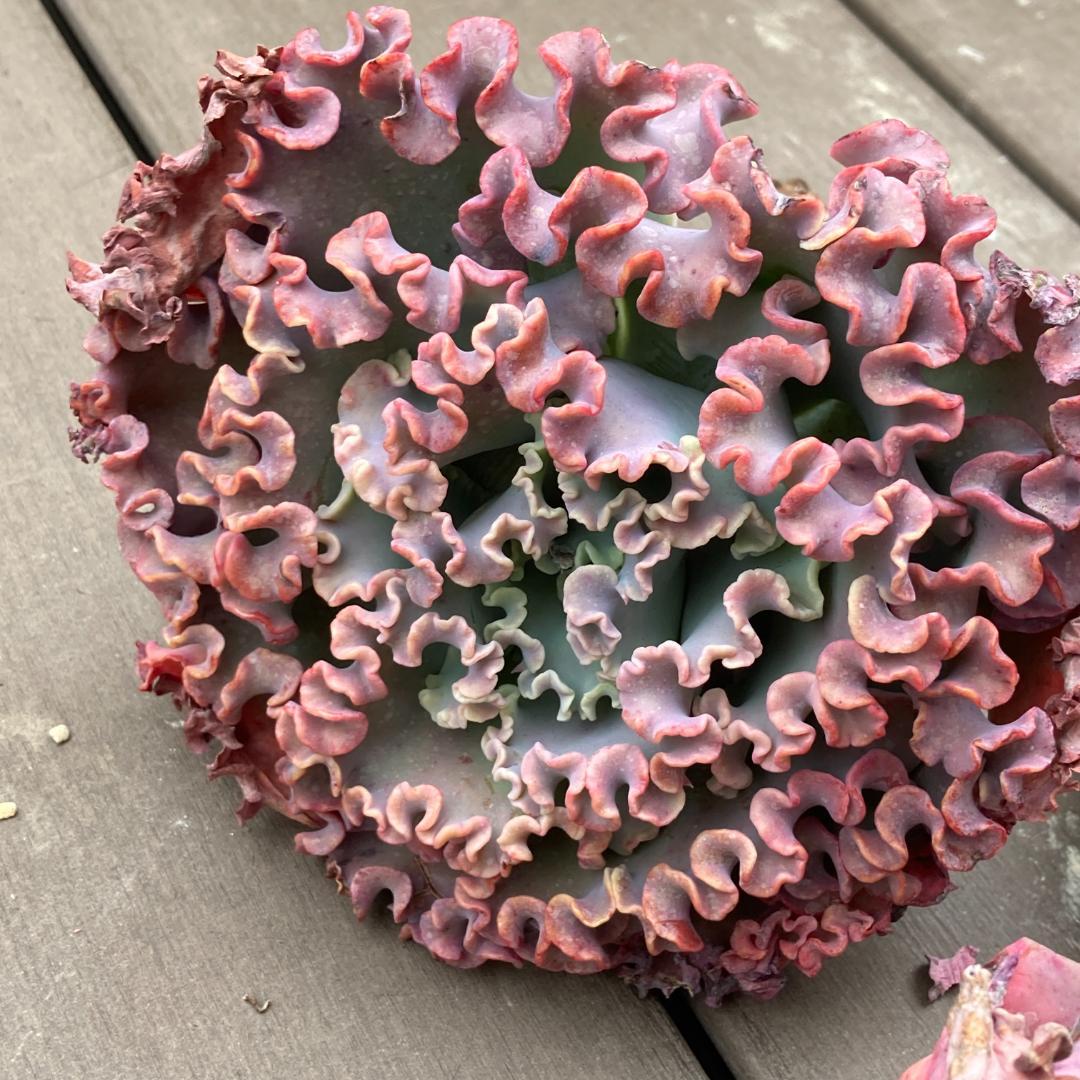 エケベリア　韓国苗　超特大　メリディアン　多肉植物　ポコ多肉