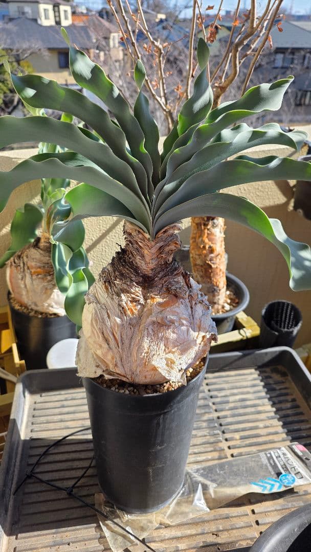 発根済み 波葉タイプ ブーファン ハエマンソイデス ハエマントイデス