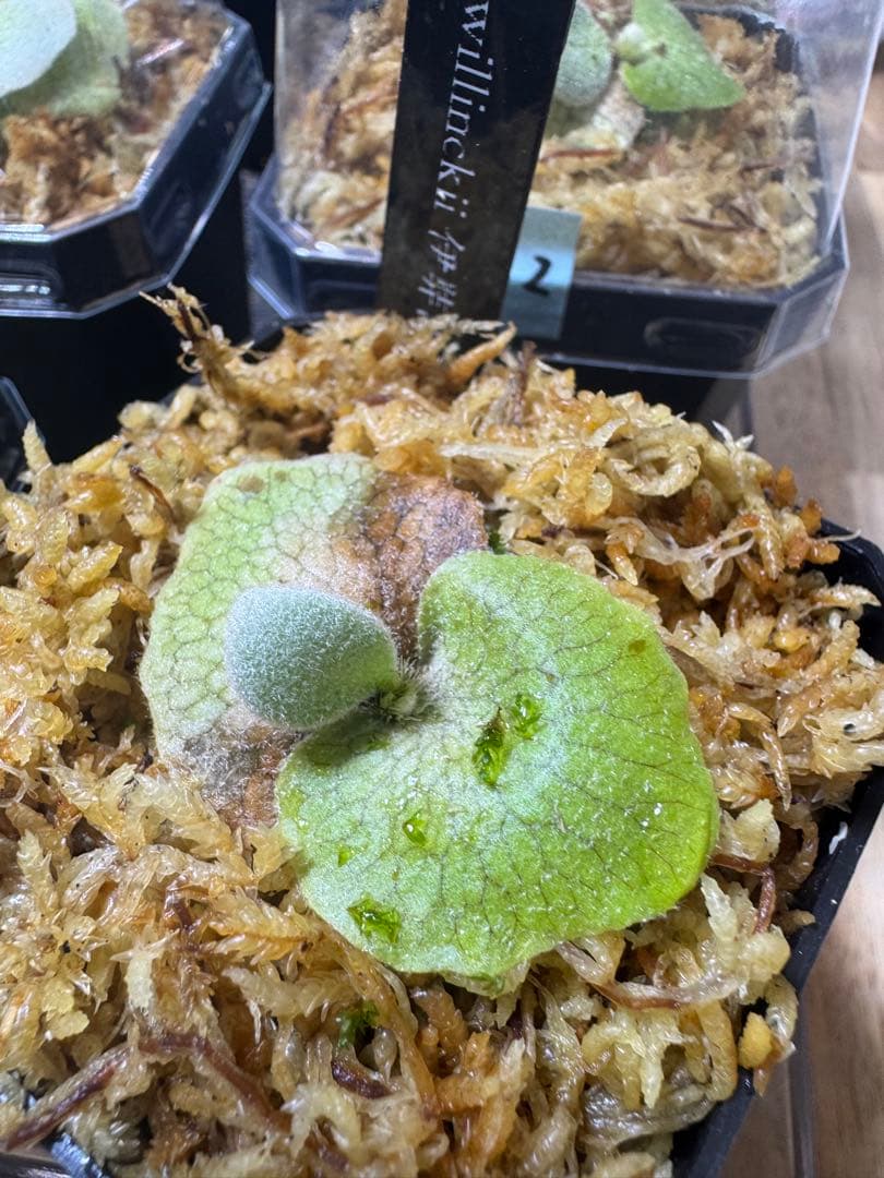 willinckii 伊弉諾　ビカクシダ　④