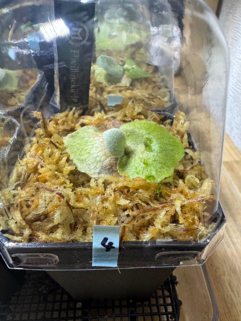 willinckii 伊弉諾　ビカクシダ　④