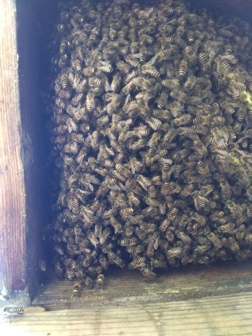 神戸ミツロウ　日本蜜蜂の蜜蝋337グラム