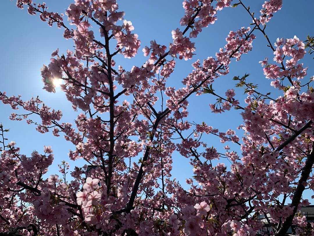 kyoha 学年末テスト対策　国語　社会　理科 数学　過去問と対策問題