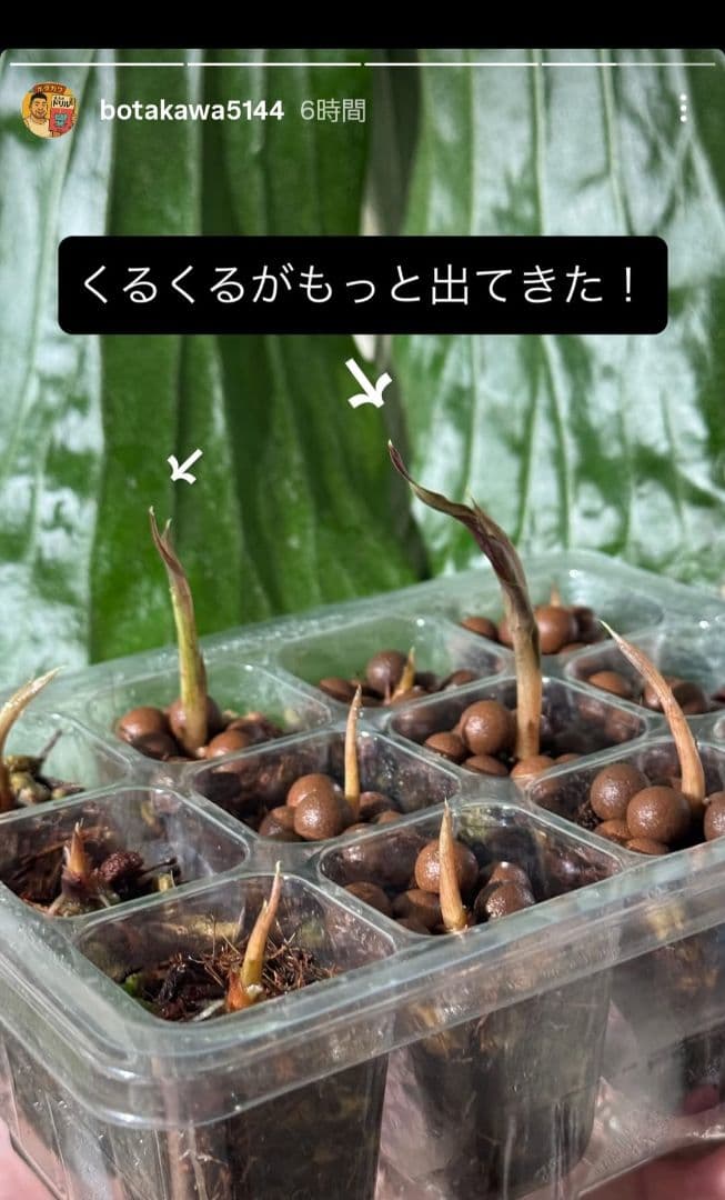 ぐんぐん玉残り1セットのみ1㎏業務用増量タイプ通常15,000円→10,000円