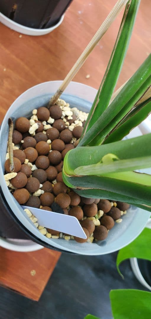 ぐんぐん玉残り1セットのみ1㎏業務用増量タイプ通常15,000円→10,000円