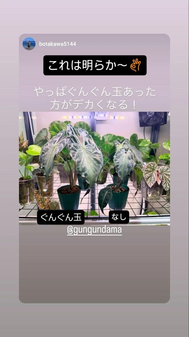 ぐんぐん玉残り1セットのみ1㎏業務用増量タイプ通常15,000円→10,000円