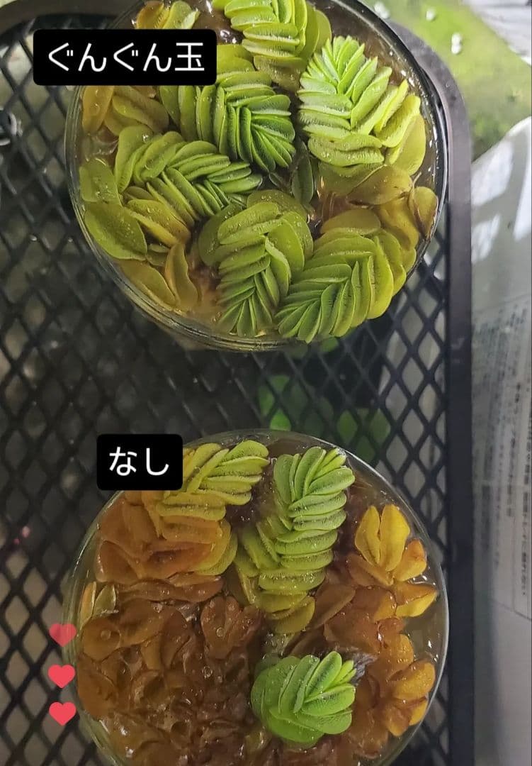 ぐんぐん玉残り1セットのみ1㎏業務用増量タイプ通常15,000円→10,000円