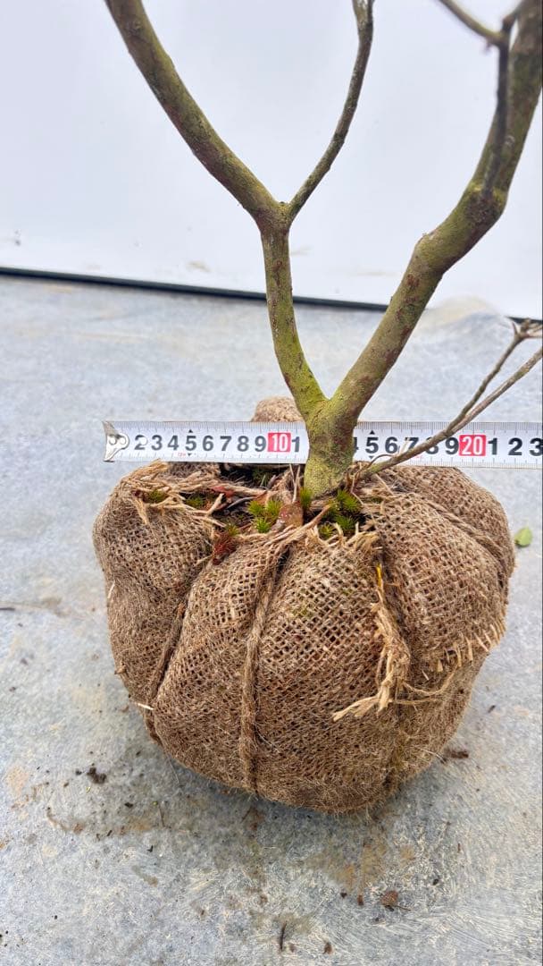 吉野ツツジ ヨシノツツジ 723 樹高1.3m位 吉野躑躅 ツツジ 半常緑低木