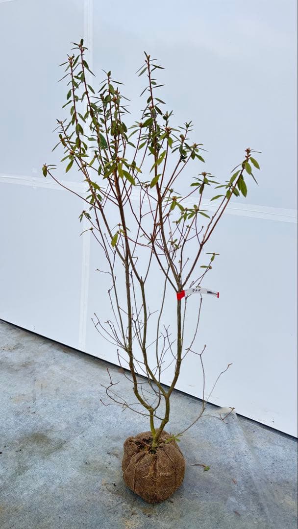 吉野ツツジ ヨシノツツジ 723 樹高1.3m位 吉野躑躅 ツツジ 半常緑低木