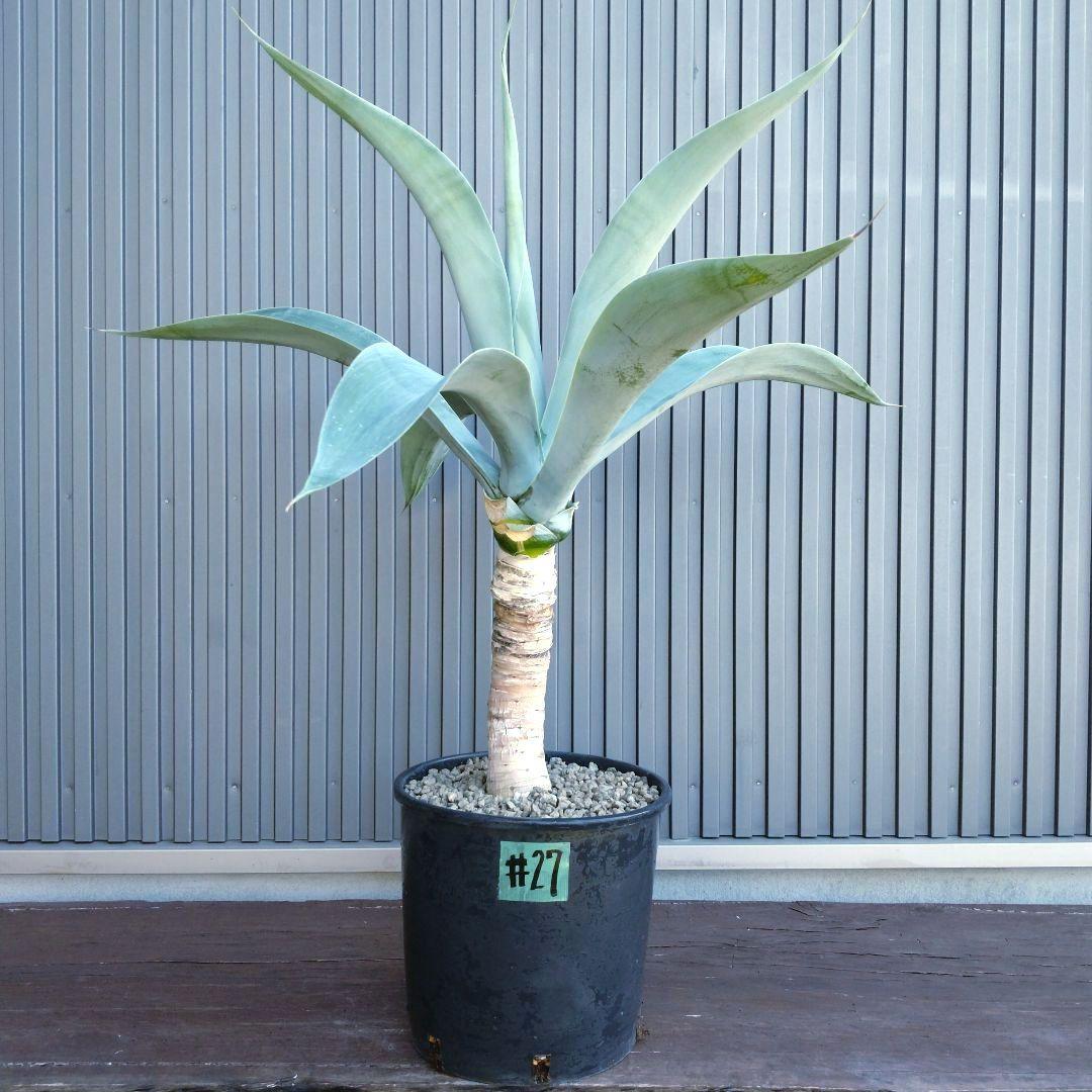 ナツオニイ#27アガベ アテナータ ハンチントンブルー スーパーノヴァ