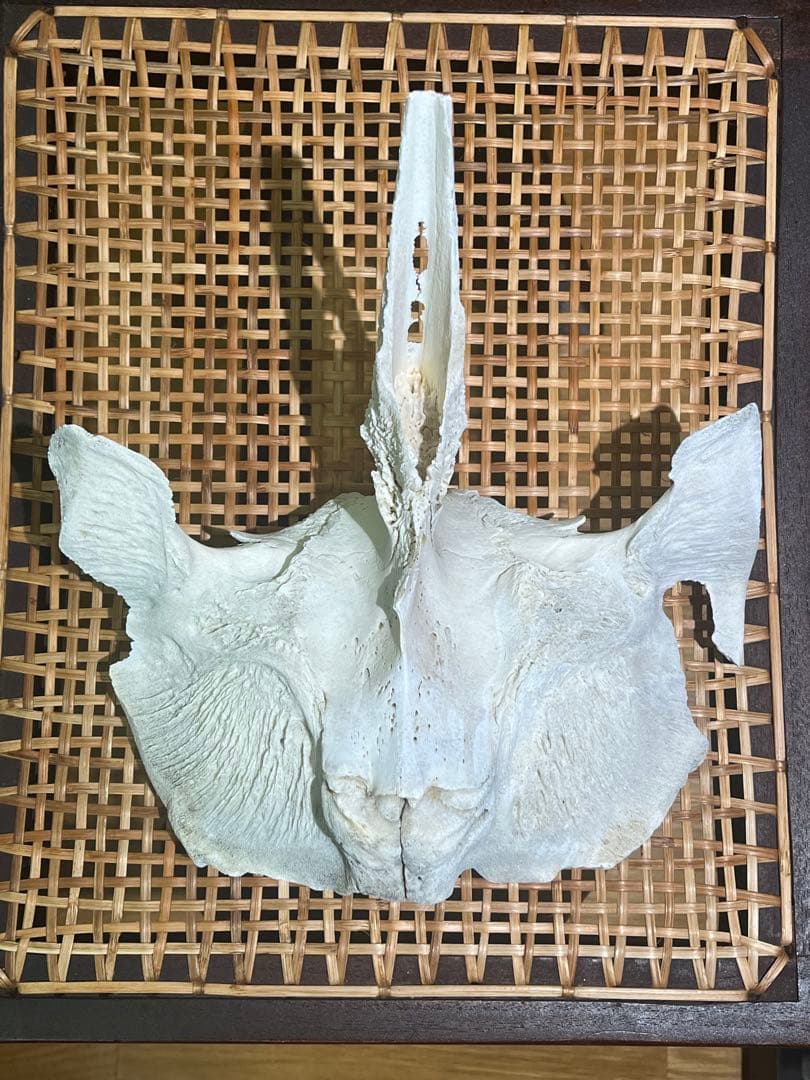 イルカ　骨　06