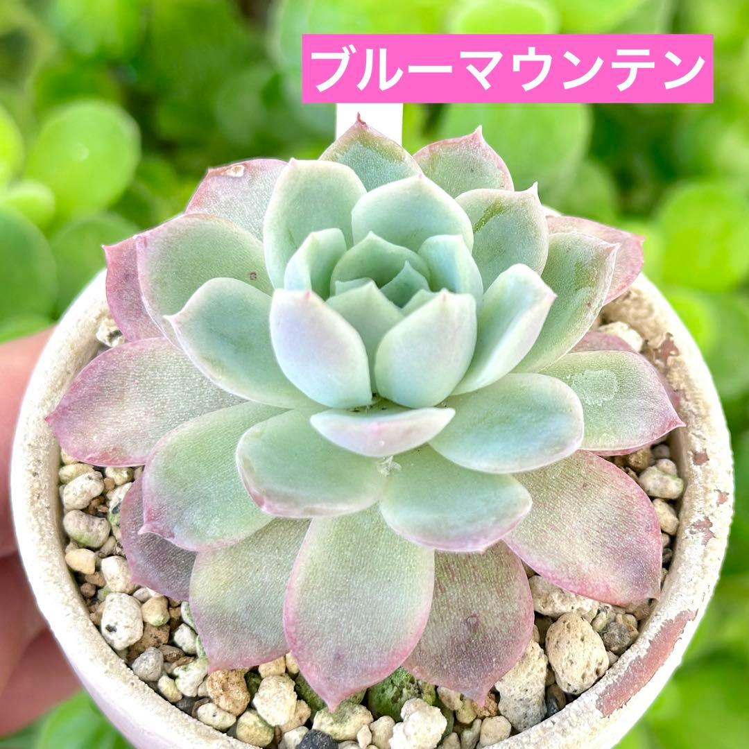 【レア@2480】ブルーマウンテン
