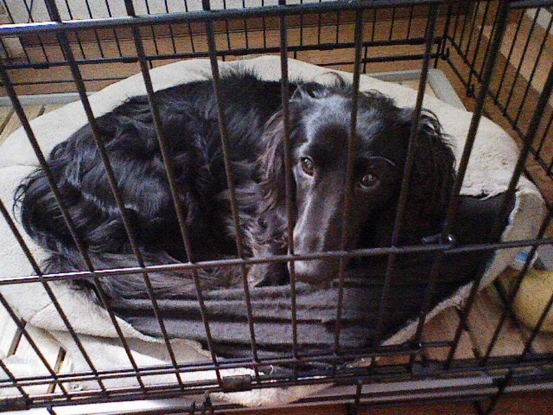 ブラックダックスぬいぐるみ