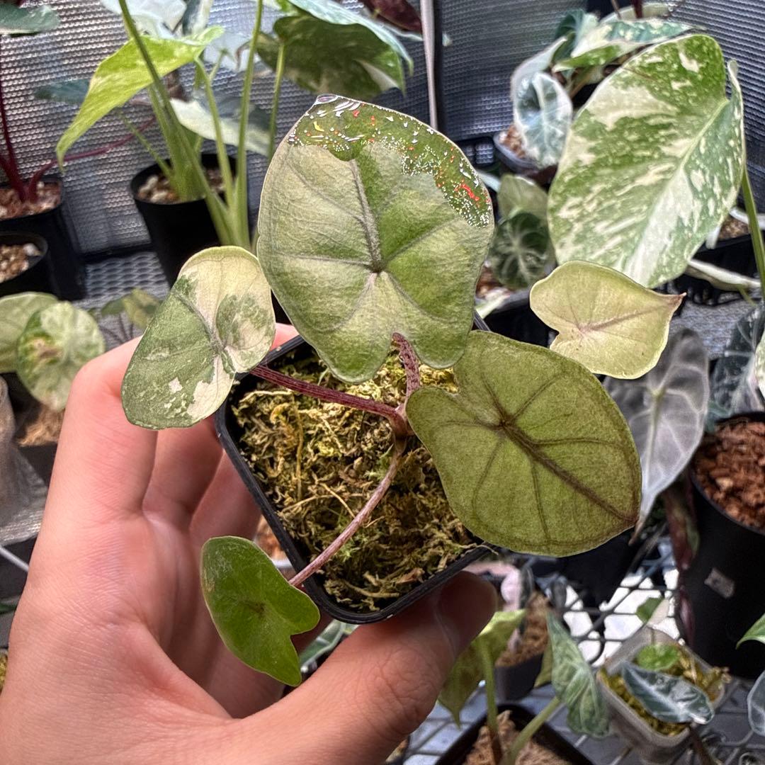 レ*迎様 格安 アロカシア ユカタンプリンセス ピンク