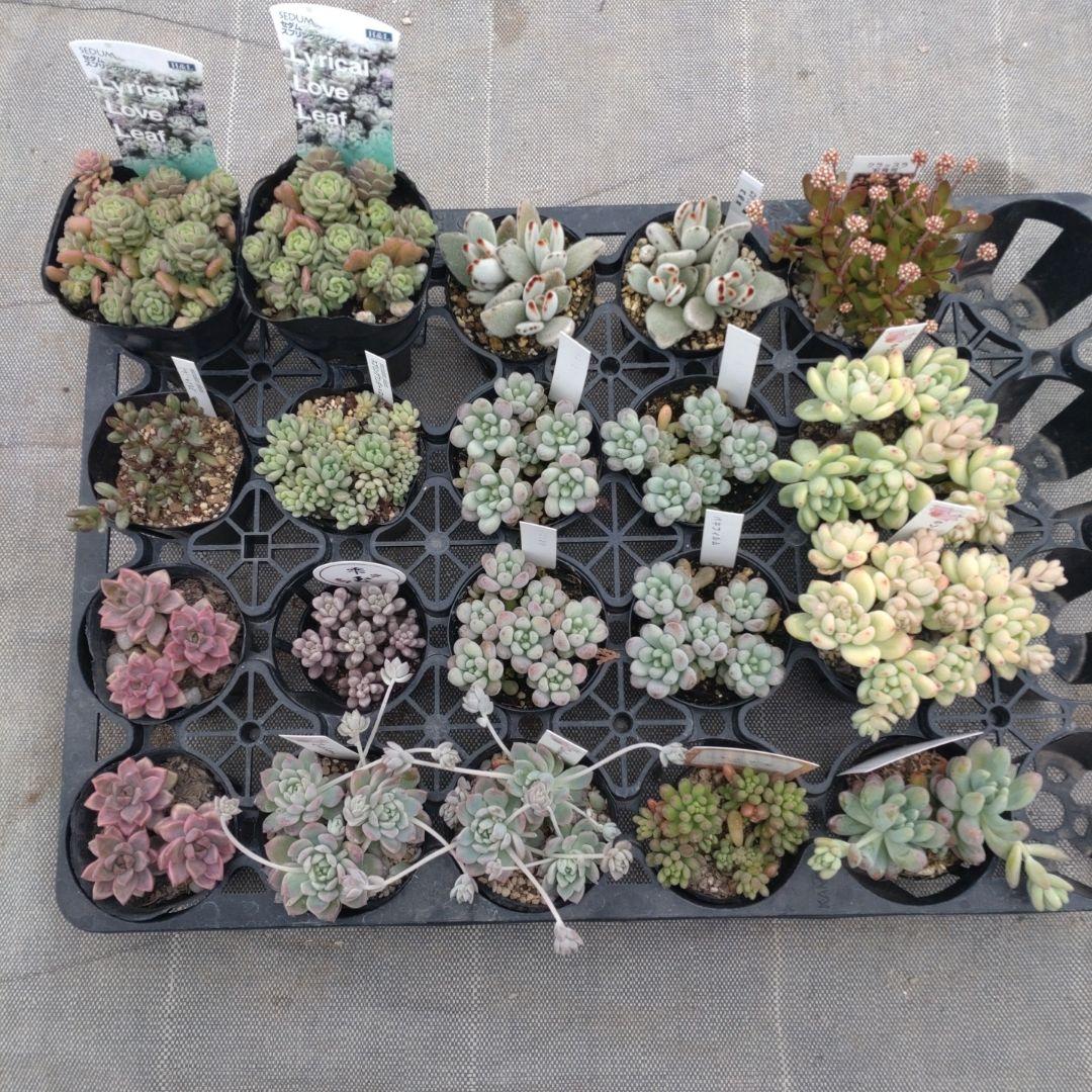 月曜追加あり ちょらさん専用