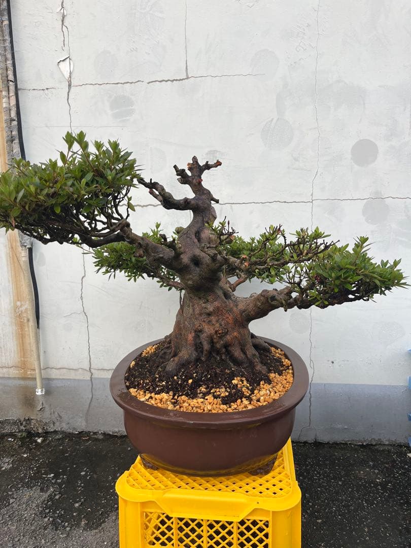 皐月 大盃(おおさかずき) 盆栽 素材 / 超極太幹