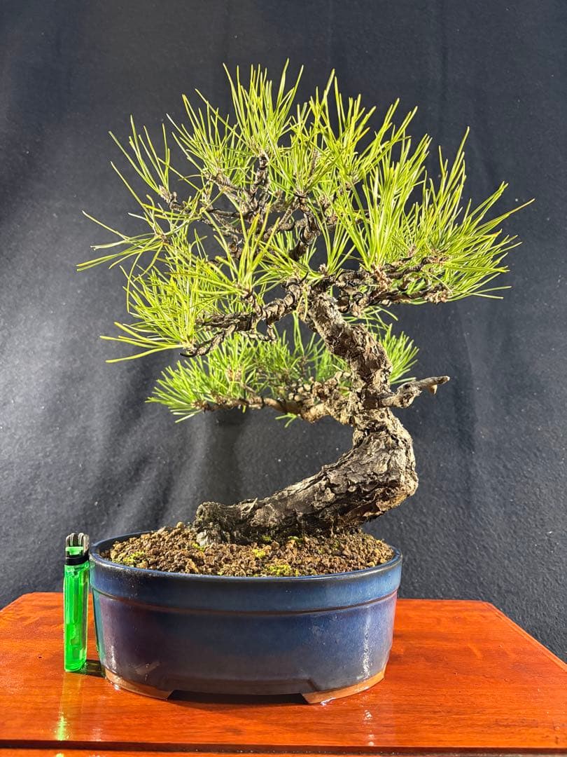 貴風盆栽、黒松、模様木(古木) やや傷や汚れあり