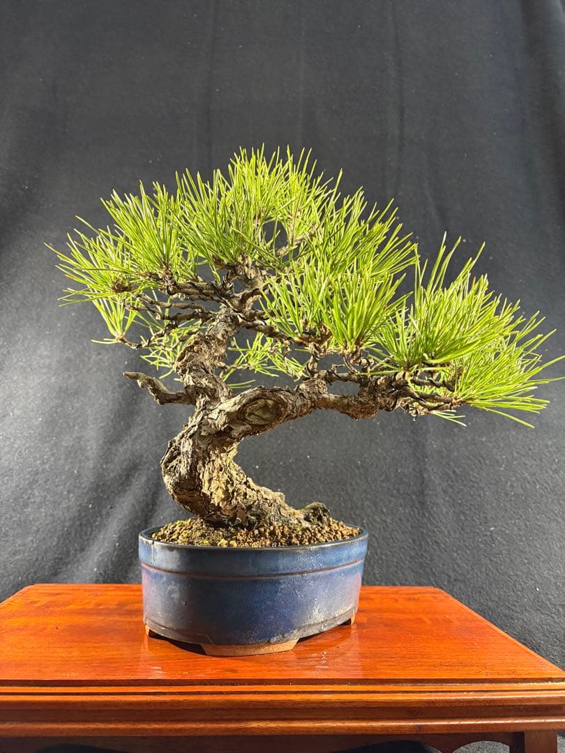 貴風盆栽、黒松、模様木(古木) やや傷や汚れあり