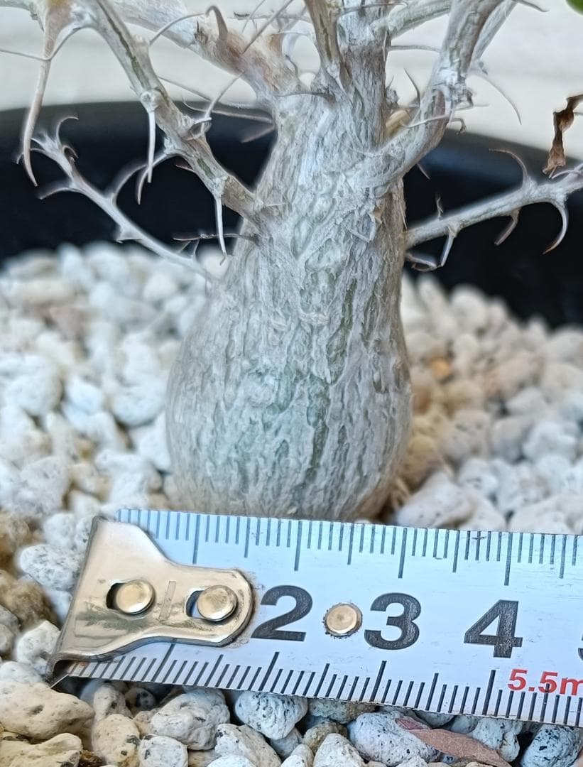 フォークイエリア コルムナリス 観峰玉　#7