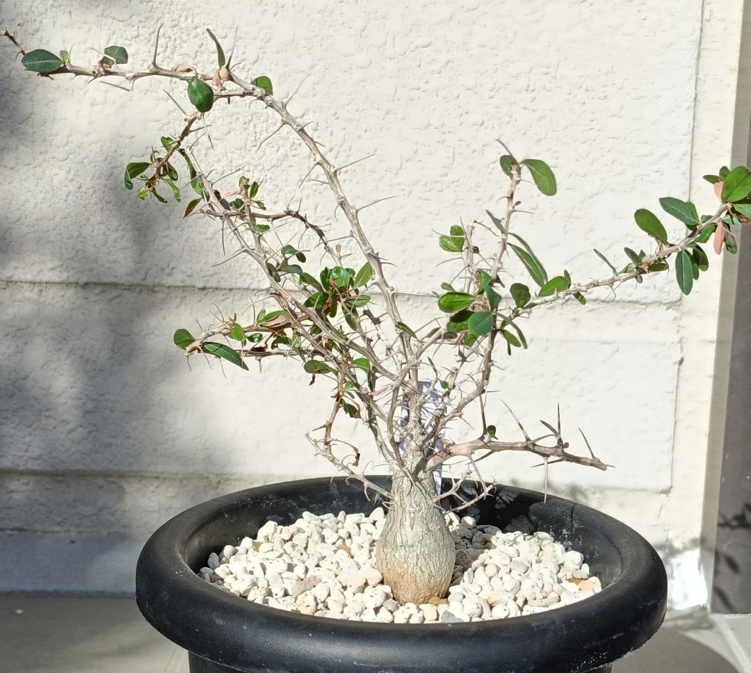 フォークイエリア コルムナリス 観峰玉　#7