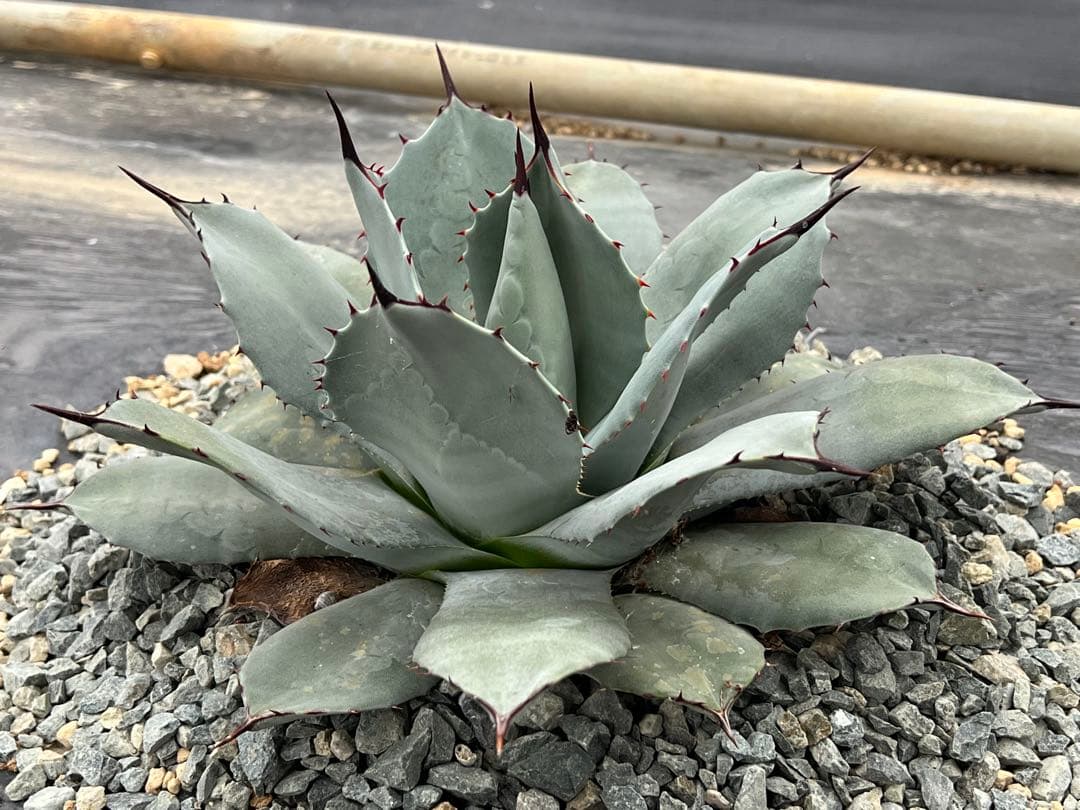 ミ*ー様 アガベ 吉祥天 パリー ホーチエンシス 30cmほど