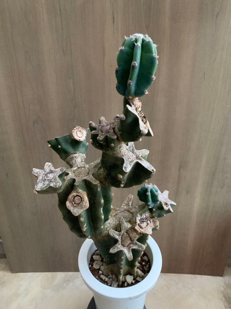 キメンカク・ブランチ　WILD style