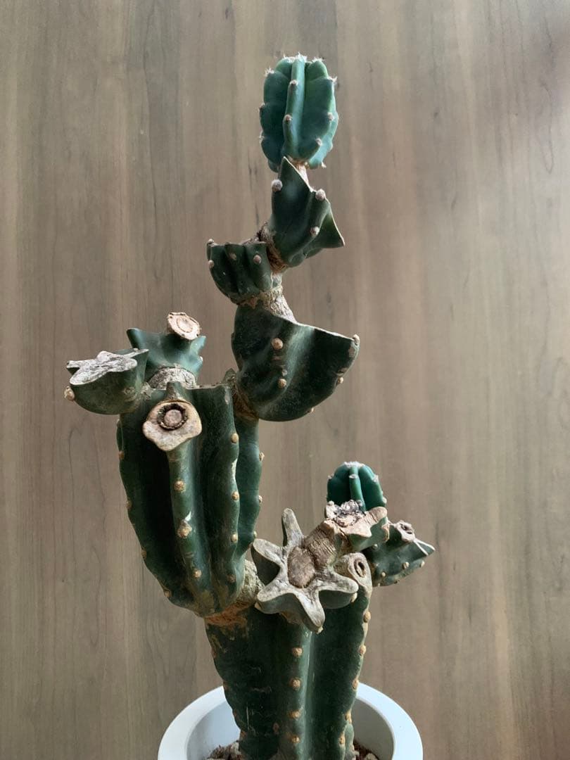 キメンカク・ブランチ　WILD style