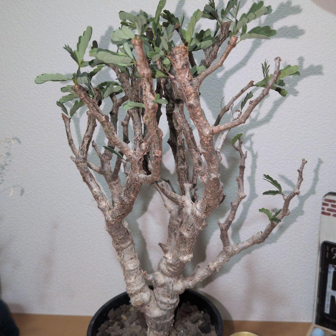 センナ　メリディオナリス　大株 （鉢付き)