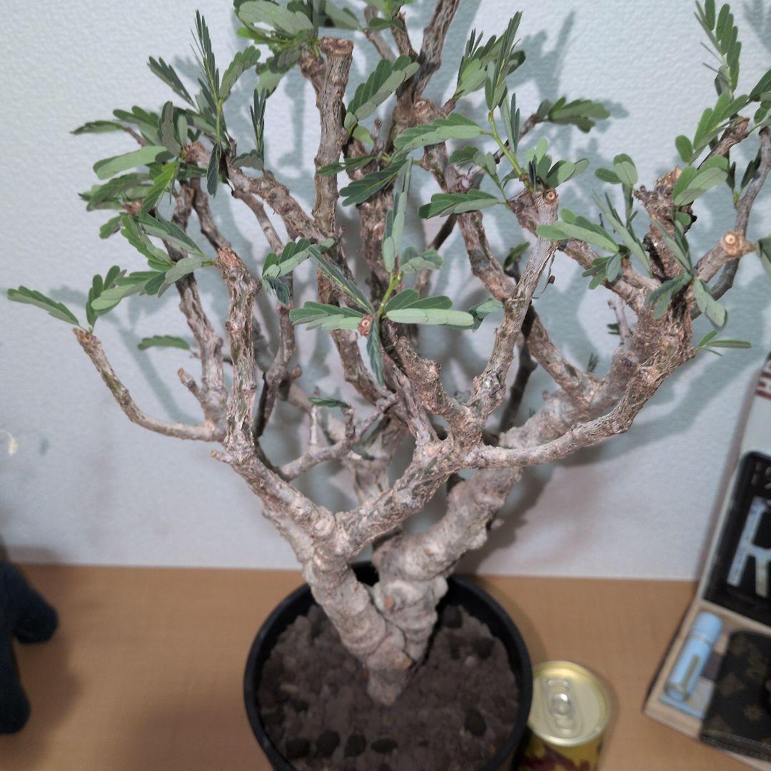 センナ　メリディオナリス　大株 （鉢付き)