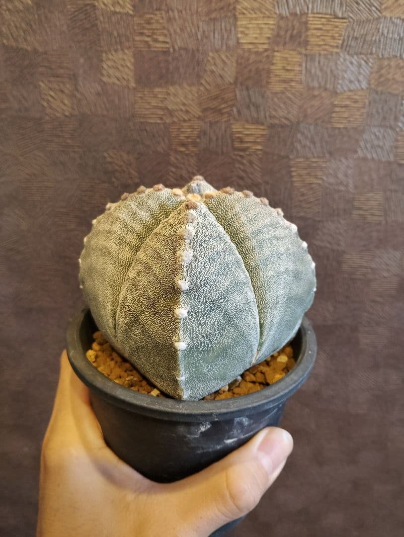 希少 アストロフィツム 肋骨 ゼブラ ランポー