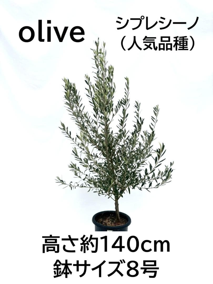 オリーブの木　シプレシーノ　8号　約140cm　NO.861　人気品種　現品掲載