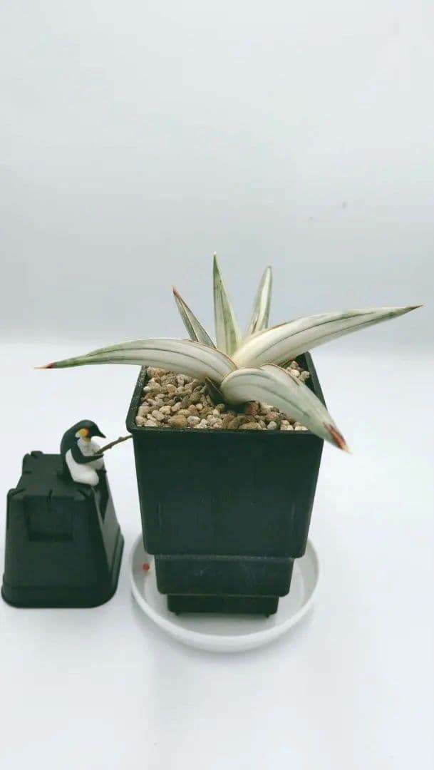 サンスベリア ベラ プラチナム ホワイト