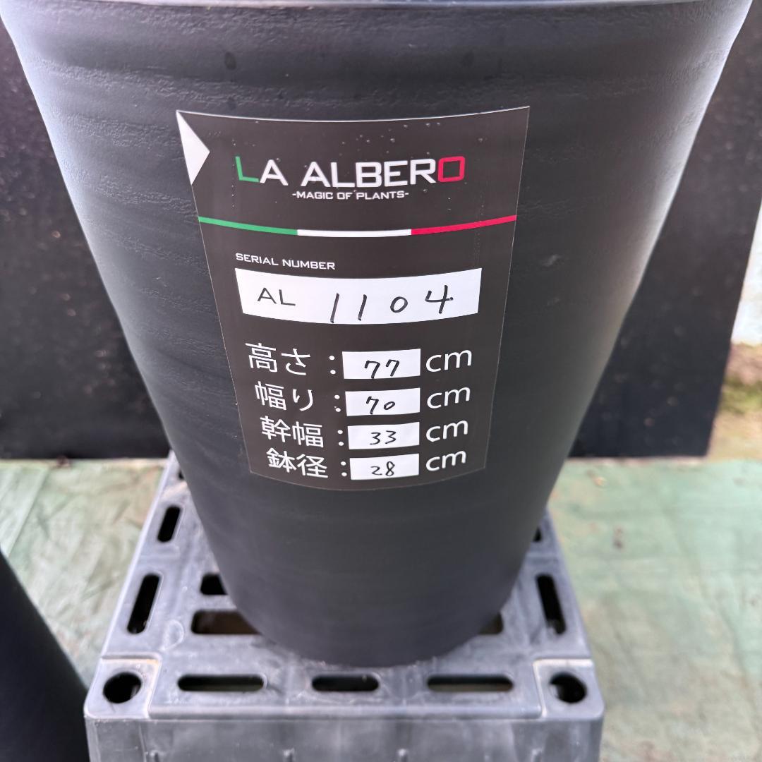 【AL1104】ユッカ　ロストラータ　超希少バランスのいいダブルヘッド