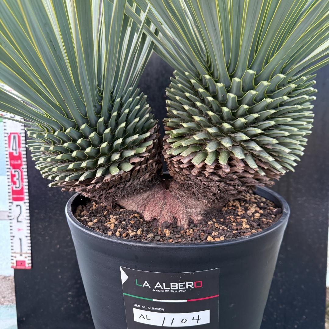 【AL1104】ユッカ　ロストラータ　超希少バランスのいいダブルヘッド