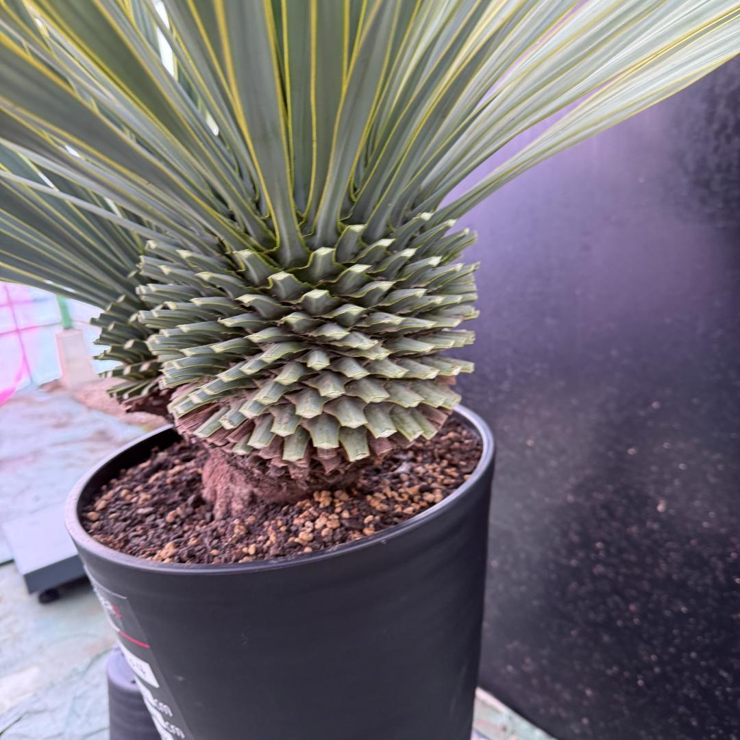 【AL1104】ユッカ　ロストラータ　超希少バランスのいいダブルヘッド