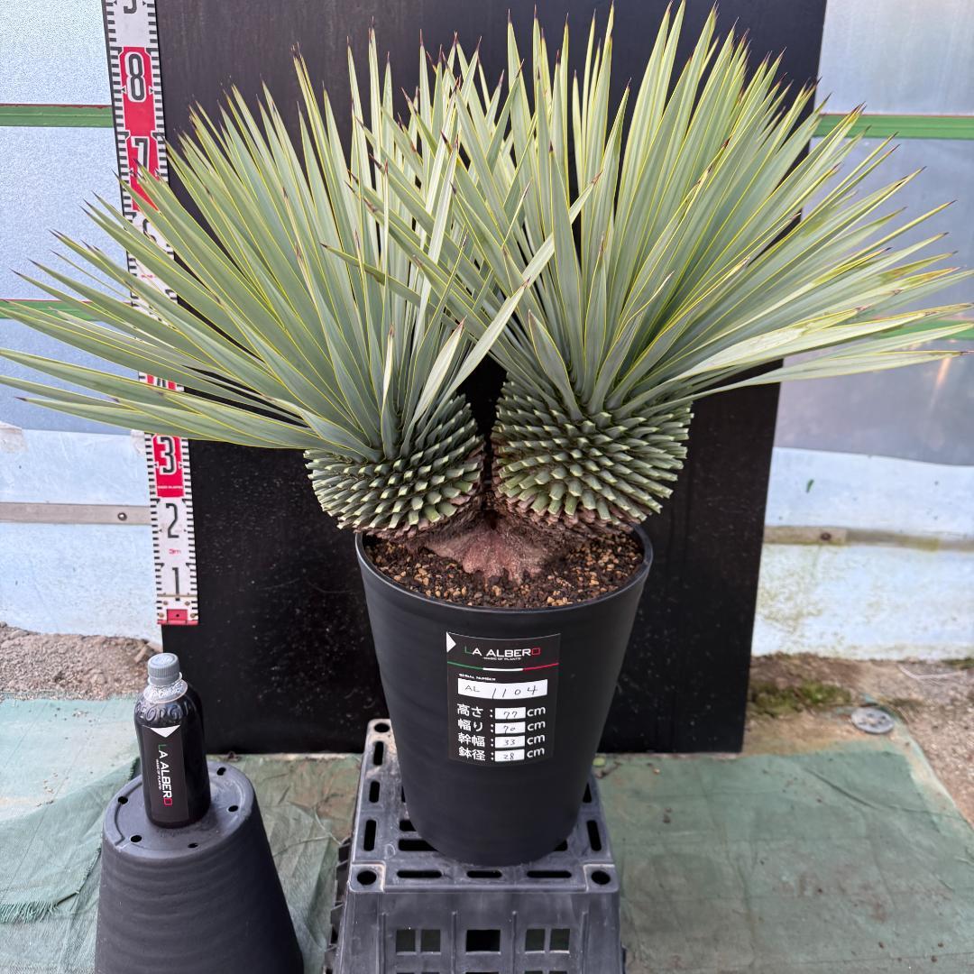 【AL1104】ユッカ　ロストラータ　超希少バランスのいいダブルヘッド