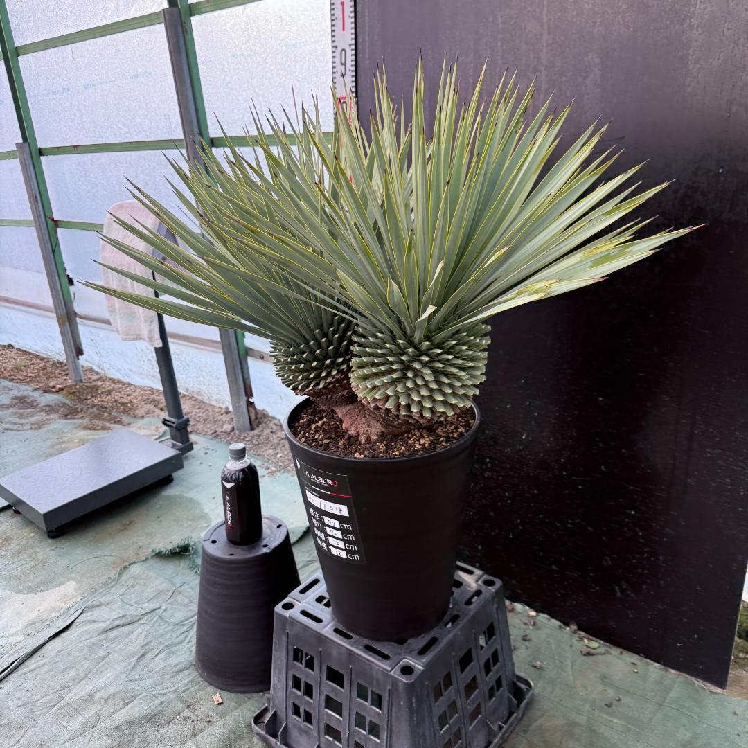 【AL1104】ユッカ　ロストラータ　超希少バランスのいいダブルヘッド