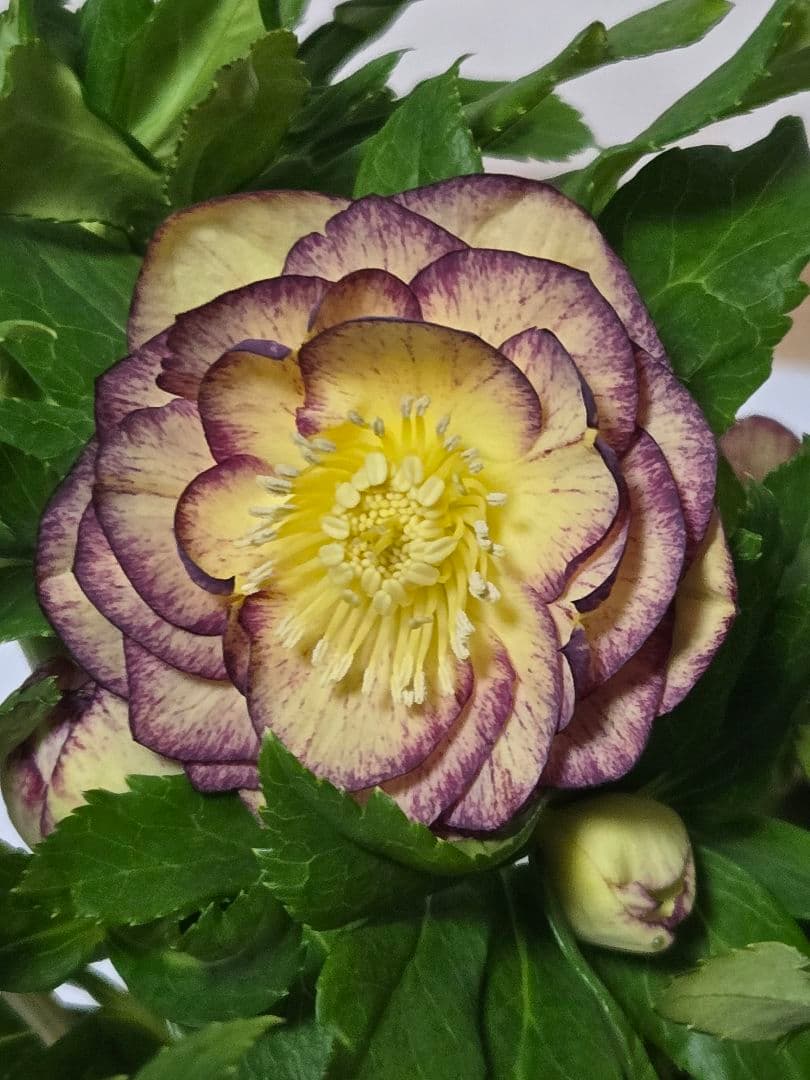 ☆クリスマスローズ☆ダブル　イエローピコゴールドグラデーション☆6号鉢☆